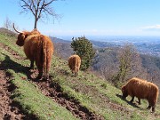 67 Mucche scozzesi (Highlander) all'Agiturismo Prati Parini